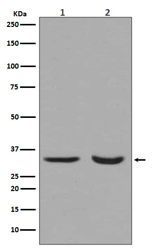 WB - Anti-active + pro Caspase 3 CASP3 Rabbit Monoclonal Antibody ABO14291